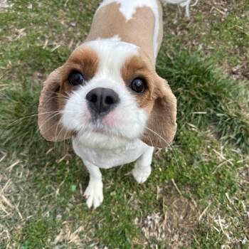 Cavalier King Charles Spaniel Dogs Available for Adoption - Toby  | PetCurious