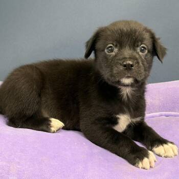 Edison -  Australian Shepherd Dog for Adoption in Hughesville, Maryland - Edison | PetCurious