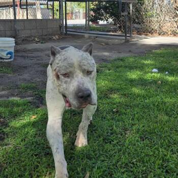 Huckleberry -  Pit Bull Terrier and Mastiff Dog for Adoption in San Jacinto, California - Huckleberry | PetCurious