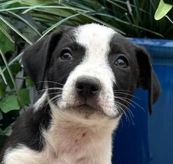 Rollo Mini -  Husky and Hound Dog for Adoption in Andover, Massachusetts - Rollo Mini | PetCurious