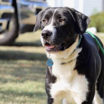 Gulliver -  Border Collie Dog for Adoption in Columbia, South Carolina - Gulliver | PetCurious