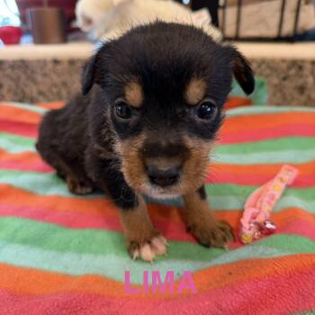 Mixed Breed Dogs Available for Adoption in Keaau, Hawaii - Lima | PetCurious