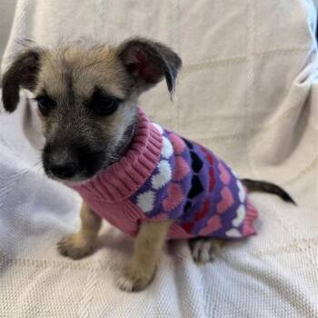 Jelly Bean -  Terrier Dog for Adoption in Long Beach, California - Jelly Bean | PetCurious