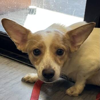 Finn -  Mixed Breed Dog for Adoption in Palm Springs, California - Finn | PetCurious