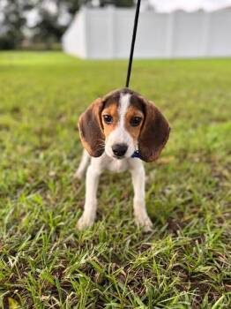 Pumpkin -  Beagle and Mixed Breed Dog for Adoption in Aiken, South Carolina - Pumpkin | PetCurious