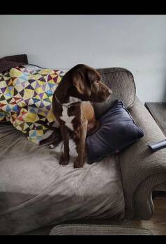 Vinny -  Bloodhound Dog for Adoption in Honey Brook, Pennsylvania - Vinny | PetCurious