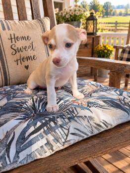 Barley -  Dachshund and Jack Russell Terrier Dog for Adoption in Mount Pleasant, North Carolina - Barley | PetCurious