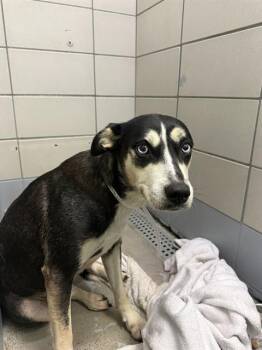 CHERRY -  Husky and Mixed Breed Dog for Adoption in Houston, Texas - CHERRY | PetCurious