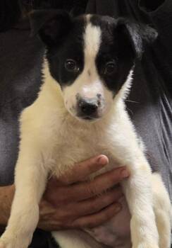 Ezra -  Australian Cattle Dog Blue Heeler Dog for Adoption in Minneapolis, Minnesota - Ezra | PetCurious