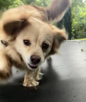 Buttercup/aka Butters -  Chihuahua and Beagle Dog Available for Adoption in Chattanooga, Tennessee - Buttercup/aka Butters | PetCurious