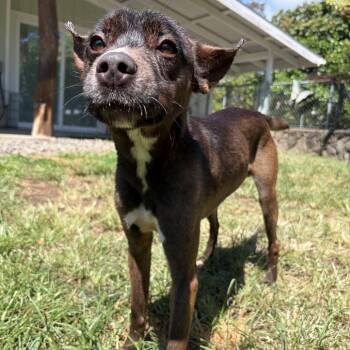 Terrier Dogs Available for Adoption in Keaau, Hawaii - Echo | PetCurious