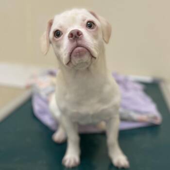 Snowball -  Mixed Breed Dog for Adoption in Naperville, Illinois - Snowball | PetCurious