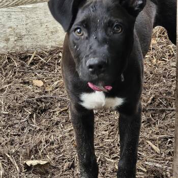 Rose-CO -  German Shepherd Dog and Black Labrador Retriever Dog for Adoption in Magnolia, Texas - Rose-CO | PetCurious