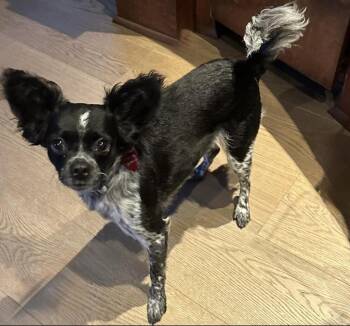Cozy -  Papillon and Chihuahua Dog for Adoption in Richmond, Texas - Cozy | PetCurious