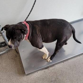 Mixed Breed Dogs Available for Adoption in Las Cruces, New Mexico - Ash | PetCurious