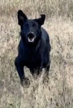 Rescue Mixed Breed Dogs for Adoption in Seattle, Washington - Tommy | PetCurious