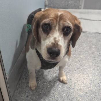 Roasted Chestnut -  Beagle Dog for Adoption in Charlottesville, Virginia - Roasted Chestnut | PetCurious