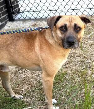 Black Mouth Cur Dogs Available for Adoption in Charlottesville, Virginia - BJORN 39 Pound 2 Year Old Sweetie Pie Fostering In Ridgefield CT | PetCurious