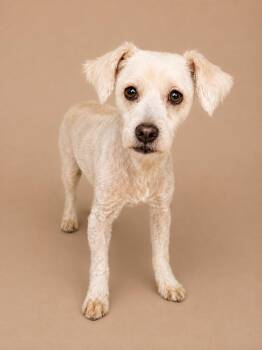 Anubis -  Mixed Breed Dog for Adoption in Statesboro, Georgia - Anubis | PetCurious