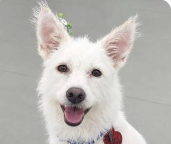 Seoli -  Terrier and Jindo Dog for Adoption in San Ramon, California - Seoli | PetCurious