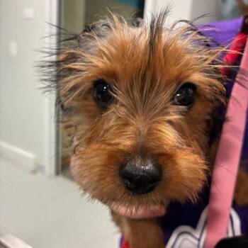 Ethan -  Yorkshire Terrier Dog for Adoption in Northbrook, Illinois - Ethan | PetCurious