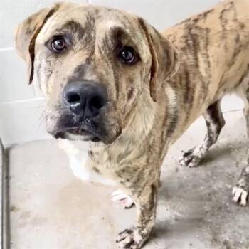 Plott Hound Dogs Available for Adoption in Houston, Texas - RYAN | PetCurious