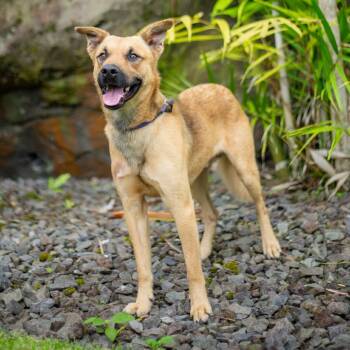 Rescue Mixed Breed Dogs for Adoption in Kailua-kona, Hawaii - Garth | PetCurious