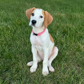 Moana -  Mixed Breed Dog for Adoption in Huntsville, Alabama - Moana | PetCurious