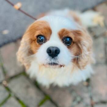 Rescue Cavalier King Charles Spaniel Dogs for Adoption in Cincinnati, Ohio - Gibbs | PetCurious