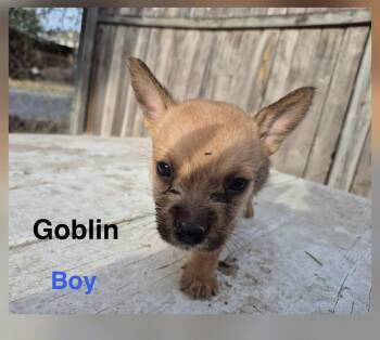Goblin -  Australian Cattle Dog Blue Heeler and Terrier Dog for Adoption in Gainesville, Virginia - Goblin | PetCurious