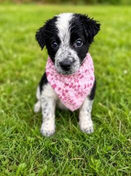 Maize -  Flat Coated Retriever and Mixed Breed Dog for Adoption in Morton Grove, Illinois - Maize | PetCurious