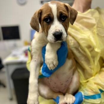 Almond -  Boxer and Hound Dog for Adoption in Nashville, Tennessee - Almond | PetCurious