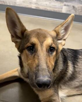 Helix -  German Shepherd Dog Dog for Adoption in Dallas, Texas - Helix | PetCurious