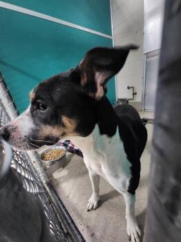 Hound and Pit Bull Terrier Dogs Available for Adoption in Newton, North Carolina - LOTTIE | PetCurious