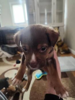 Shepherd and Pit Bull Terrier Dogs Available for Adoption in Calgary, Alberta - Mocha | PetCurious