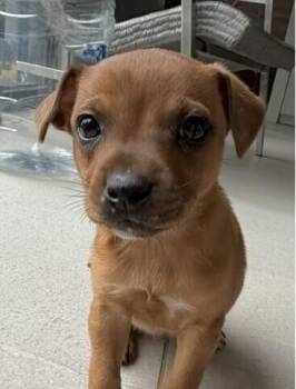Labrador Retriever and Beagle Dogs Available for Adoption in Washington, District Of Columbia - Baby Sky | PetCurious