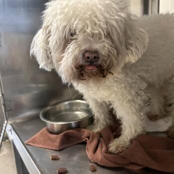 Mrs. Fields -  Maltese and Mixed Breed Dog for Adoption in Palm Springs, California - Mrs. Fields | PetCurious