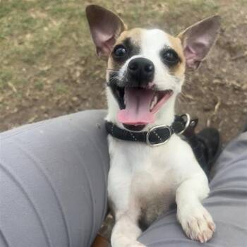 STRIKE -  Chihuahua Dog for Adoption in San Antonio, Texas - STRIKE | PetCurious