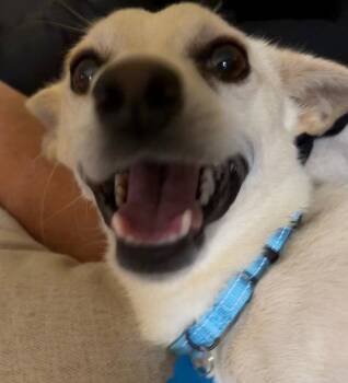 Mason -  Chihuahua Dog for Adoption in Bothell, Washington - Mason | PetCurious