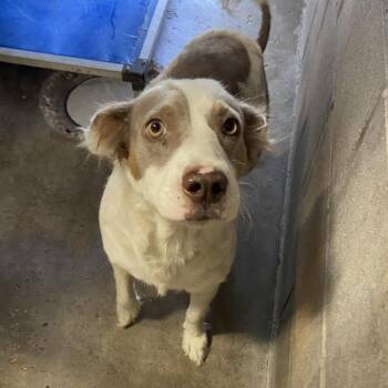 Dino -  Mixed Breed Dog for Adoption in Melrose, Florida - Dino | PetCurious