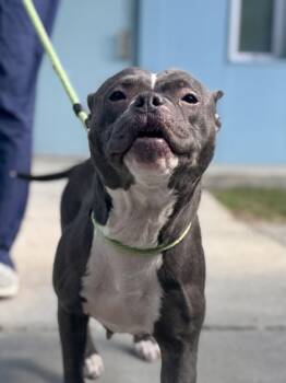 Rescue Pit Bull Terrier and Mixed Breed Dogs for Adoption in New Orleans, Louisiana - Astrid | PetCurious