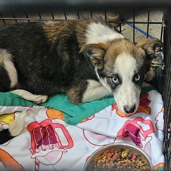 Border Collie Dogs Available for Adoption in Pulaski, Tennessee - Sweet | PetCurious