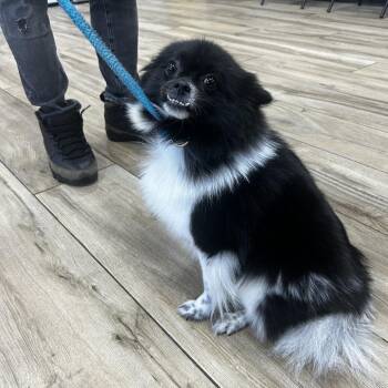 Fluffy -  Pomeranian Dog for Adoption in Newark, New Jersey - Fluffy | PetCurious