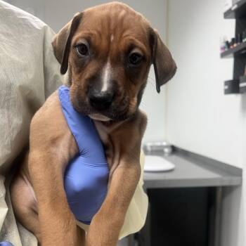 Pink Sands -  Doberman Pinscher and Mixed Breed Dog for Adoption in Salt Lake City, Utah - Pink Sands | PetCurious