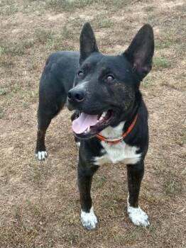 Cyrus -  Australian Cattle Dog Blue Heeler Dog for Adoption in Yellville, Arkansas - Cyrus | PetCurious