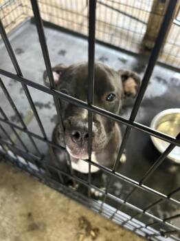 Johnny Storm -  Mixed Breed Dog for Adoption in Mobile, Alabama - Johnny Storm | PetCurious