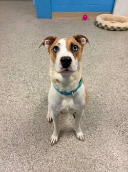 Nala -  Terrier and Mixed Breed Dog for Adoption in Blountville, Tennessee - Nala | PetCurious