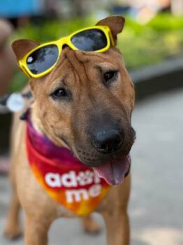 Rescue Shar Pei and Bull Terrier Dogs for Adoption in Philadelphia, Pennsylvania - Barkley | PetCurious