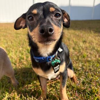 Rescue Chihuahua and Dachshund Dogs for Adoption in Savannah, Georgia - Mojito Blanco | PetCurious