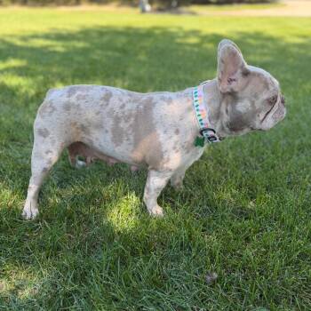 Autumn -  French Bulldog Dog for Adoption in Medford Lakes, New Jersey - Autumn | PetCurious